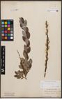 Foto von Salix bicolor Ehrh. ex Willd.